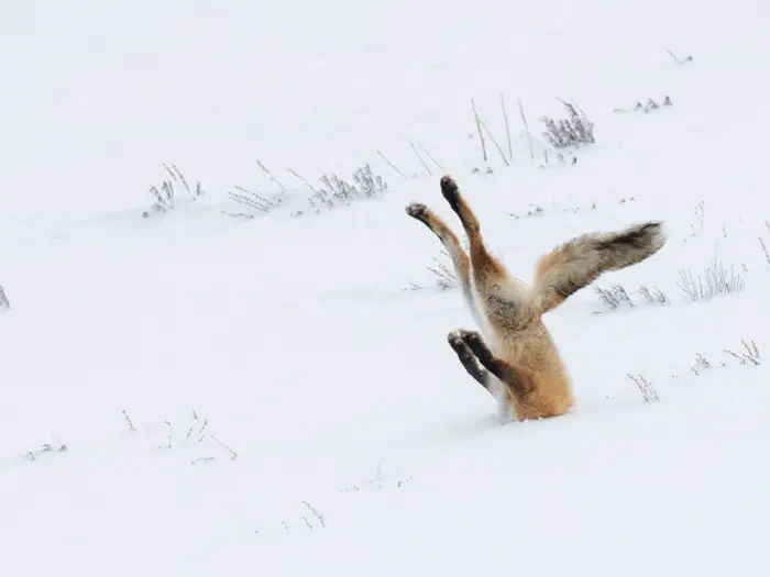 overall-winner-2016-and-the-nikon-creatures-of-the-land-winner-a-tough-day-at-the-office-angela-bohlke